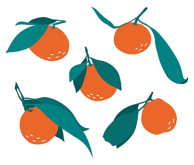 Mandarins with leaves in Flat style Design elements Citrus Vector illustration