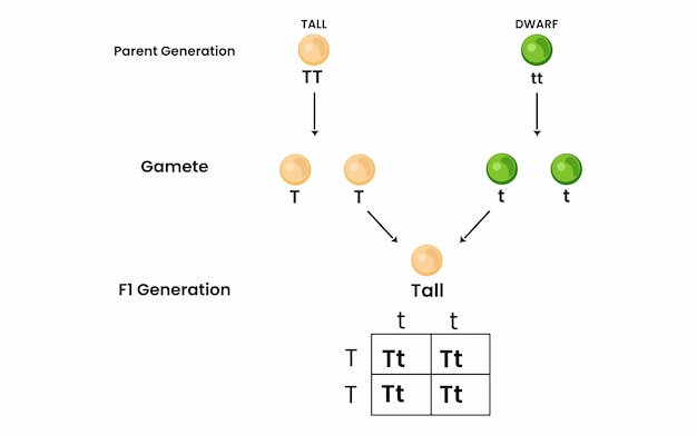 Mandel's first law of segregation with monohybrid cross of tall and dwarf plants.