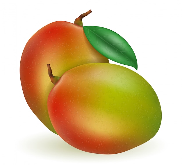 Mango fresh ripe exotic fruit illustration