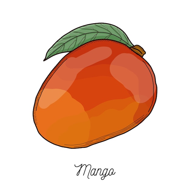 Mango fruit illustration hand drawn