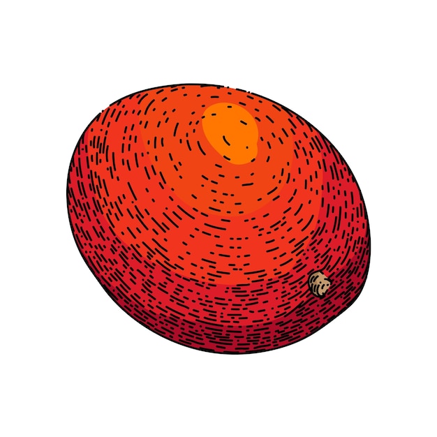 Mango fruit ripe sketch hand drawn vector