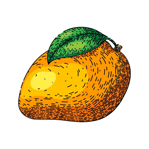 Mango fruit yellow sketch hand drawn vector