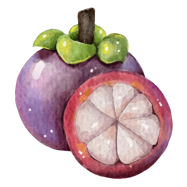 Vector mangosteen element design watercolor style