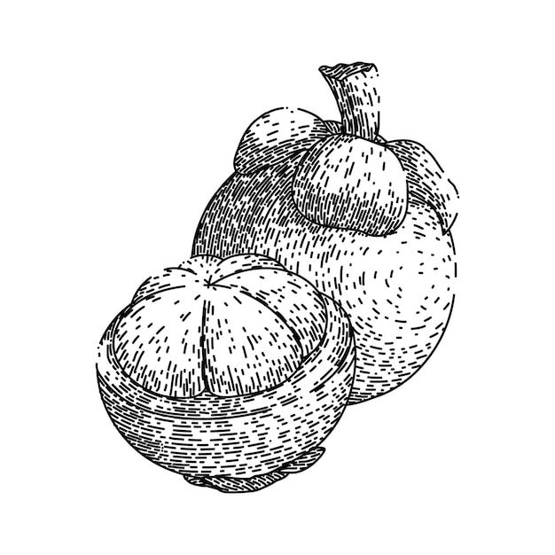 Mangosteen food fruit sketch hand drawn vector