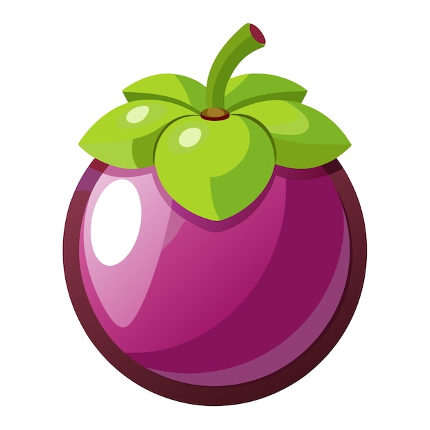 Vector mangosteen vector illustration