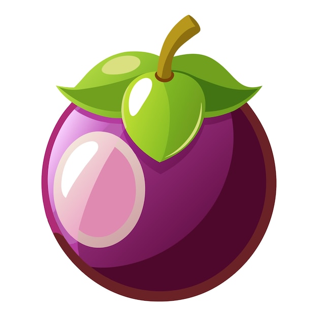 Vector mangosteen vector illustration