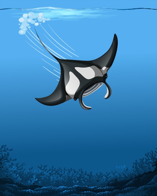 A manta ray underwater scene