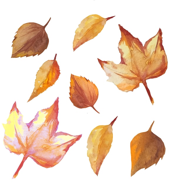 Maple and birch dead leaves on a branch autumn dry leaves watercolor illustration