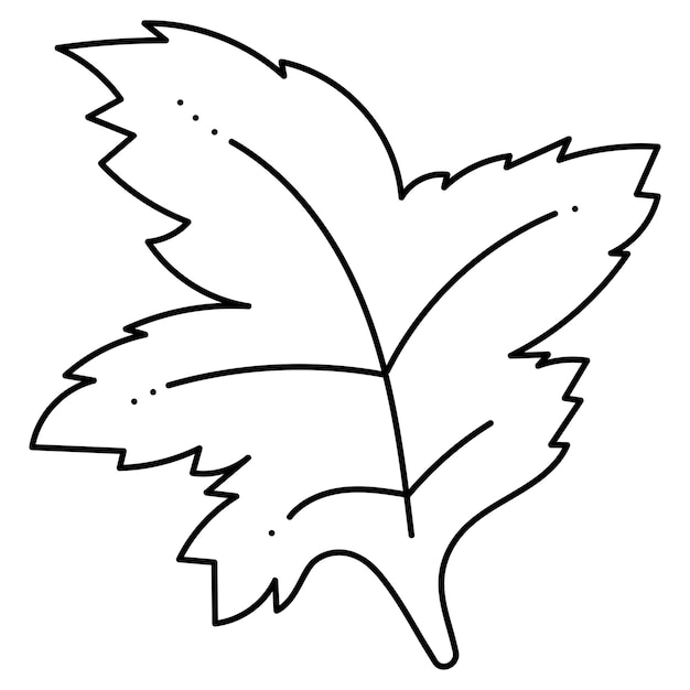 Maple Leaf doodle absrtact Hand drawn outline vector illustration