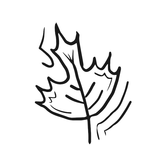 Maple leaf doodle vector illustration