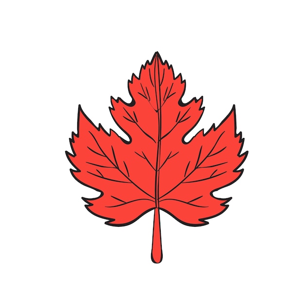 Maple Leaf Drawing