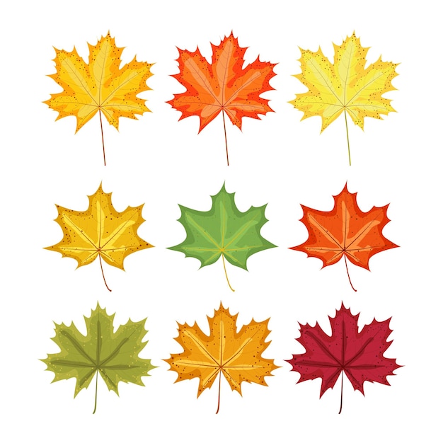 Maple leaves autumn multicolored set of elements for design