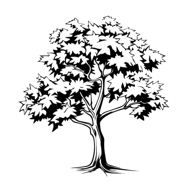 Maple tree silhouette vector illustration Maple tree silhouette Icon and Sign