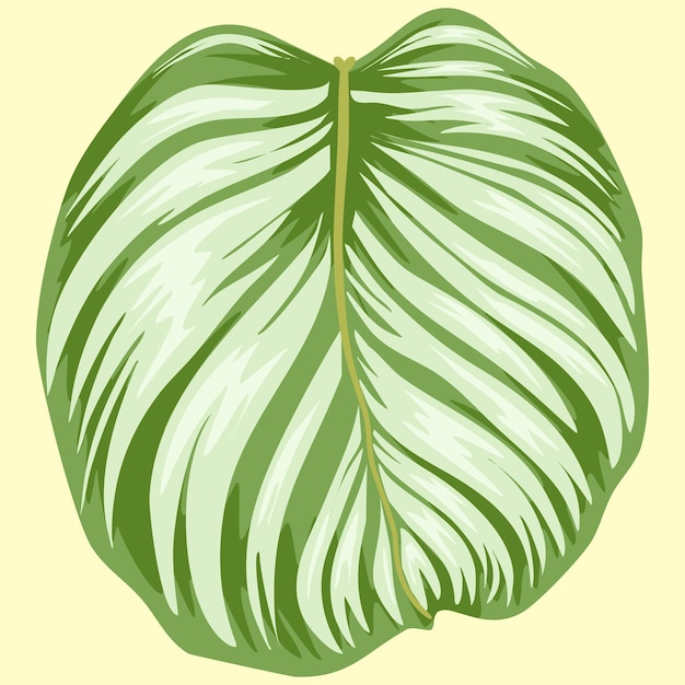 marantaceae illustration plant vector file eps