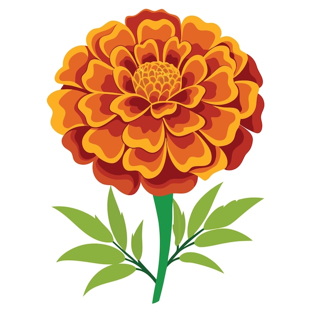 Vector marigold flower illutration on white background