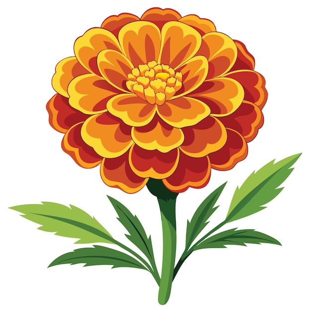 Vector marigold flower illutration on white background