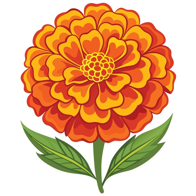 Marigold Flower illutration on White Background