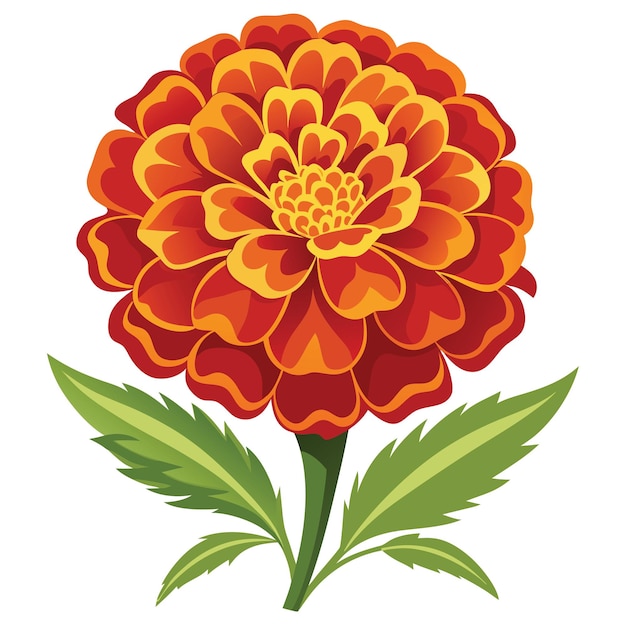 Marigold Flower illutration on White Background