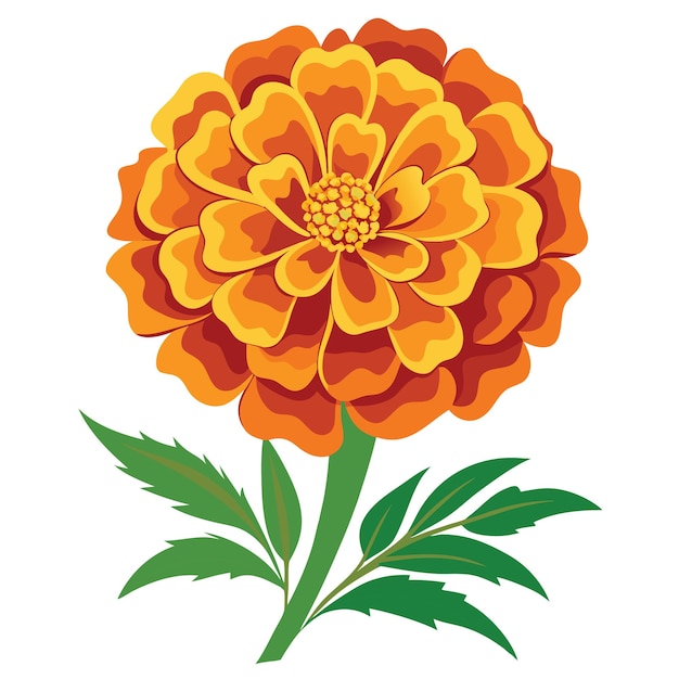 Marigold Flower illutration on White Background