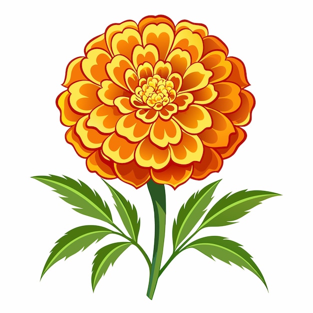 Vector marigold flower vector art illustration 3