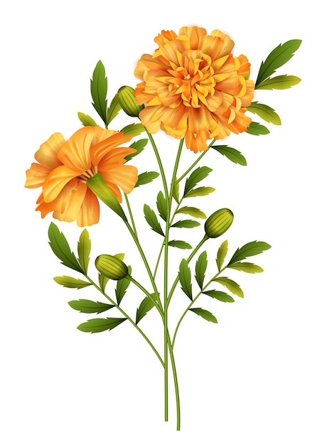 Marigold flowers isolated on white