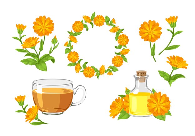 Vector marigold flowers wreath tea calendula oil and bouquet