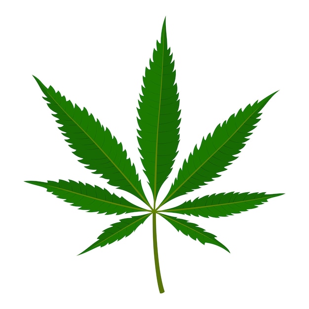 Marijuana leaf Isolated on white background Medical cannabis plant Herbal indica sativa Natural hemp Addiction smoke weed drugs Illegal narcotic Vector illustration