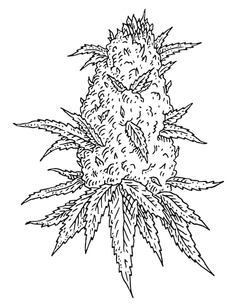 Marijuana mature plant with leaves and buds Vector engraving illustration