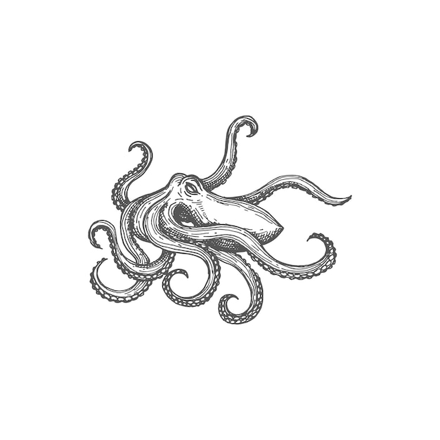 Marine animal Octopus sketch sea monster isolated