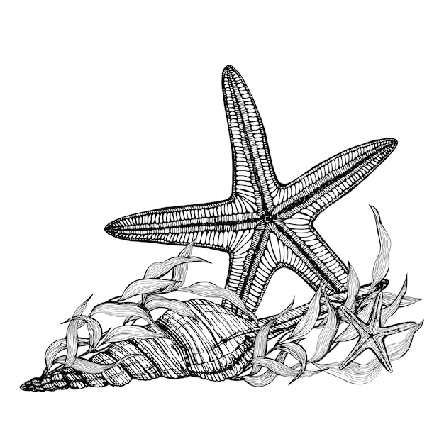 Vector marine composition starfish in algae shells handdrawn graphics translated into vector illustration