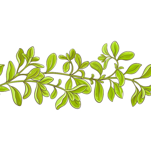 Marjoram branch vector pattern