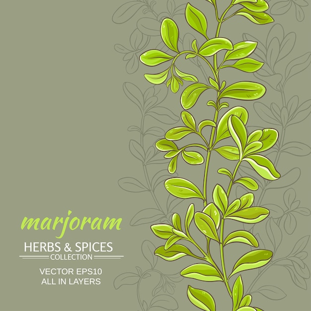 Marjoram vector background