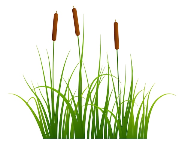 Marsh reed Realistic pond vegetation Green grass