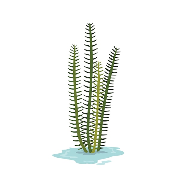 Marsh and wetland plant Hand drawn botanical item Swamp flora and fauna Common plant grow in water isolated illustration