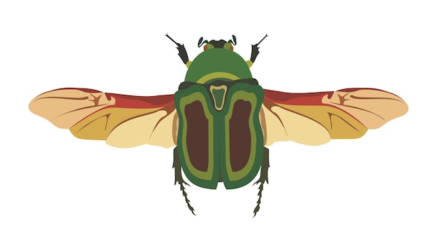 May bug scarab with wings top view vector graphic color illustration on white background