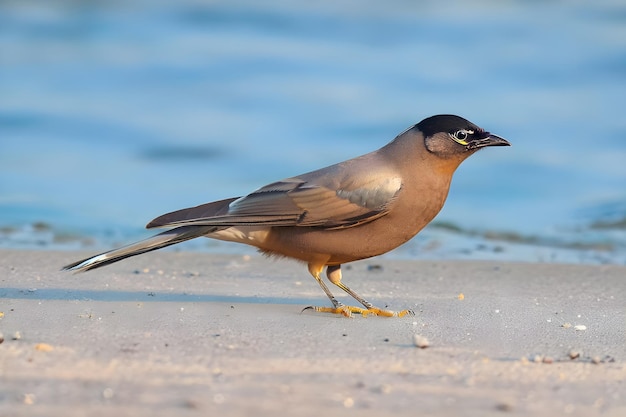 Mayna bird Beautiful colored bird