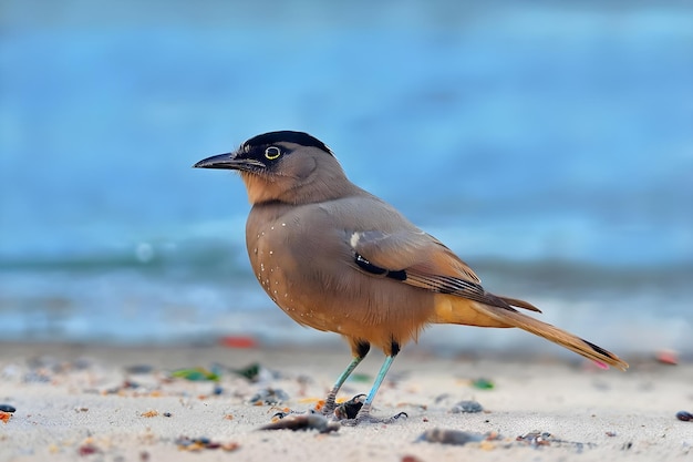 Mayna bird Beautiful colored bird