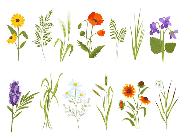 Meadow blossom flowers, field plants and medicinal wild herbs. Hay and cotton grass, gaillardia, sedge and sunflower. Wildflower vector set