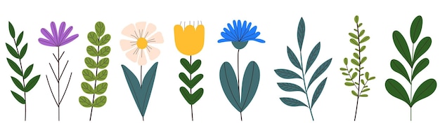 Vector meadow flowers and plants in flat style vector