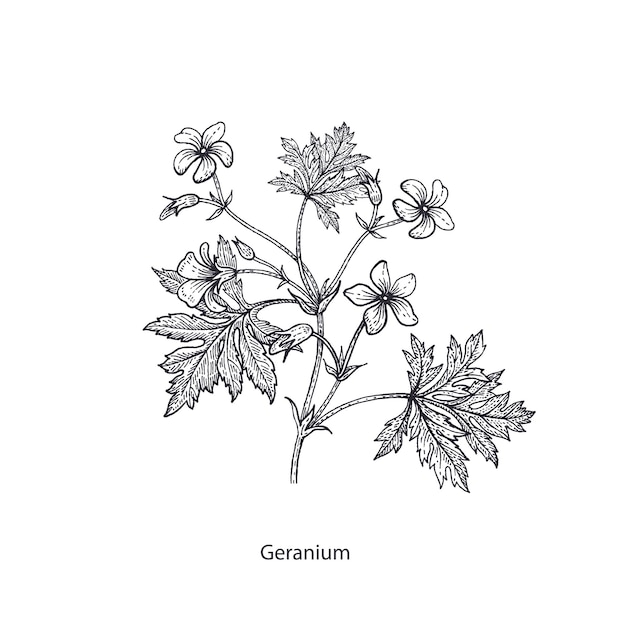 Medical flower geranium