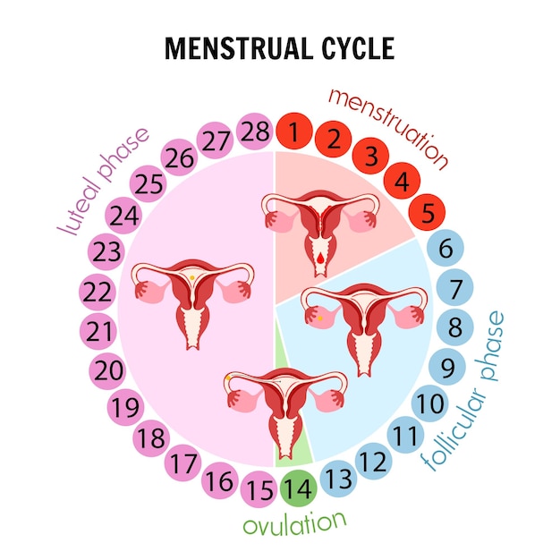 Medical illustration stage of menstrual cycle in vector