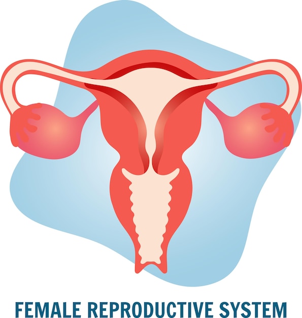 Medical picture of female reproductive system in vector illustration