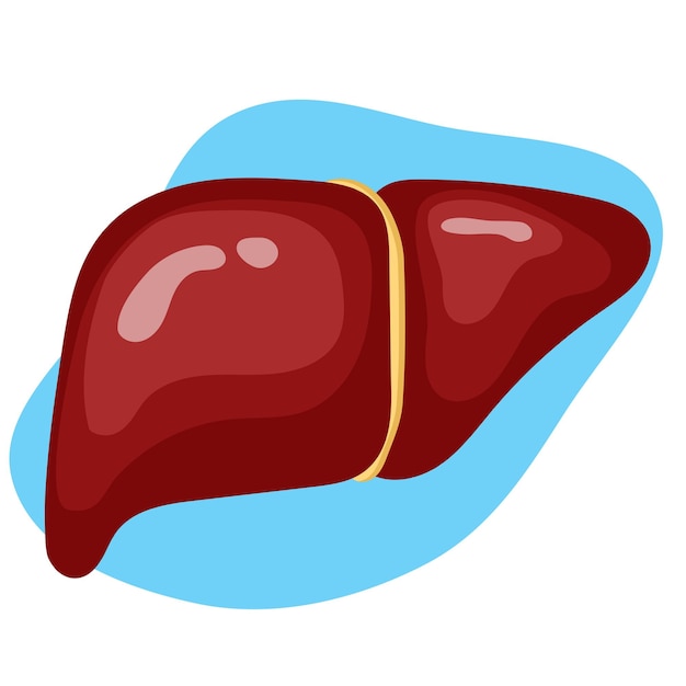 Medical picture of healthy liver in vector illustration