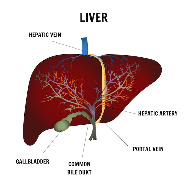 Medical picture of liver and all infographic in vector illustration