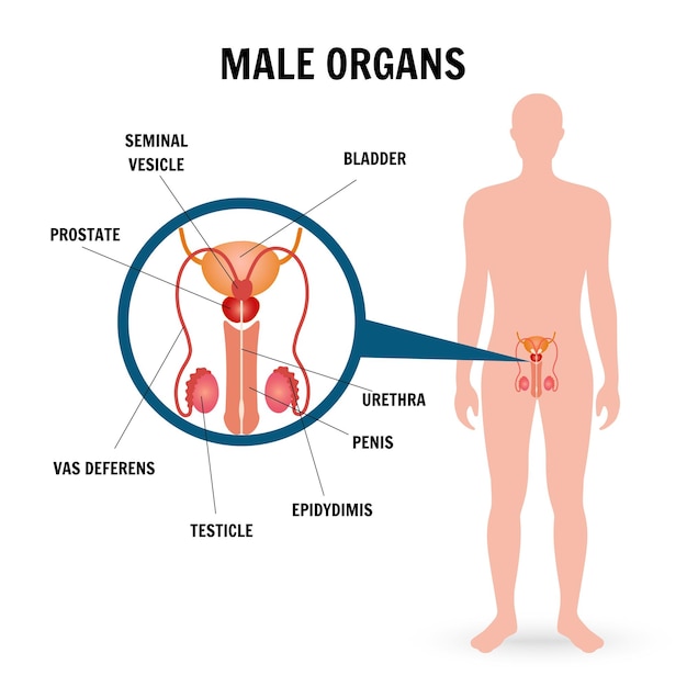 Medical picture male's reproductive organs infographic in vector illustration