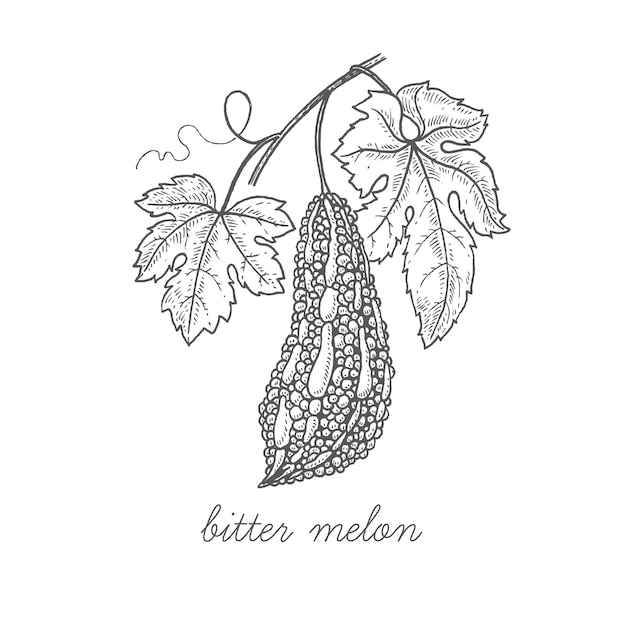 Medical plant Bitter Melon