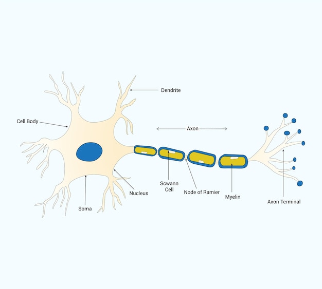 Medical science educational Neuron structure brain cell diagram schematic vector illustration