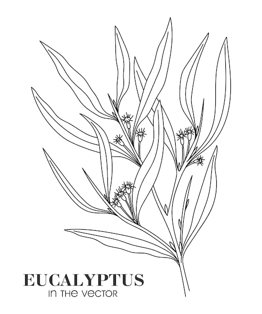 MEDICINAL PLANT EUCALYPTUS ON A WHITE BACKGROUND IN VECTOR