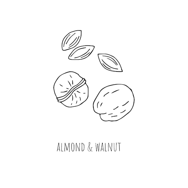 Mediterranean diet foods black and white sketch almond and walnut isolated on white background