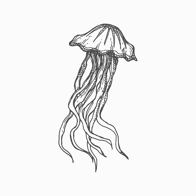 Medusa monochrome sketch sea jellyfish isolated